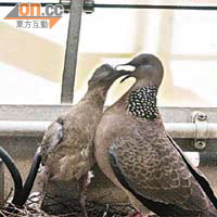 斑鳩媽媽（右）餵哺雛鳥的溫馨情景令人感動。