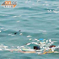 約一百五十條鱭魚屍體在南丫島蘆鬚城泳灘的水域漂浮。	康文署圖片