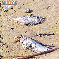 沖上岸邊的鱭魚屍體嚴重腐爛。	康文署圖片