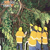 消防員在西貢清理塌樹。