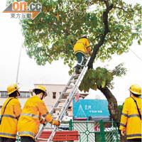 元朗<br>消防員攀梯鋸斷樹椏。