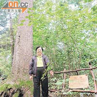 同范太合照嗰棵就係有六百幾歲樹齡嘅紅松。(范徐麗泰提供圖片)