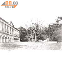 政府總部中座中庭的紫檀樹自十九世紀經已存在。