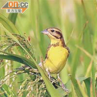 由於種植水稻，令塱原近年的禾花雀數量大增。圖片由葉善行提供