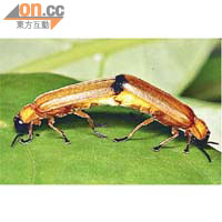 新品種螢火蟲交配時雄性會用鞘翅末端鉗着雌性。漁護署提供相片
