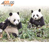 大熊貓是中國國寶，目前野生的大熊貓數目，只剩約一千六百隻。 (資料圖片)