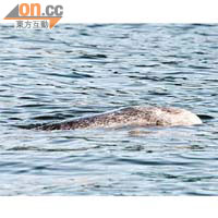 花紋海豚鮮有在本港水域出現。(漁護署提供圖片)