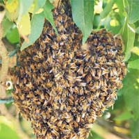 正值入秋，部分蜂類愛於草叢築巢。	（資料圖片）