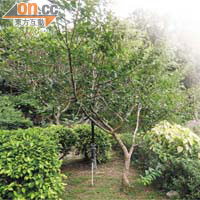 中大校園內的銀杏樹屬本港稀有樹種之一。	