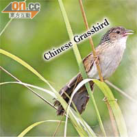 本港的大草鶯命名為Chinese Grassbird，每年三月春天求偶時就會唱歌。	夏敖天 / 香港觀鳥會提供圖片