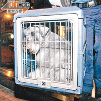 SUN驚奇：狗糧混清潔劑醒目犬拒食檢命