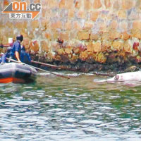 白海豚屍擱淺  年內第五宗