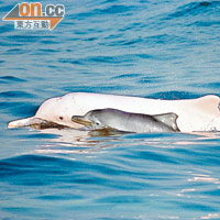 填海影響中華白海豚銳減