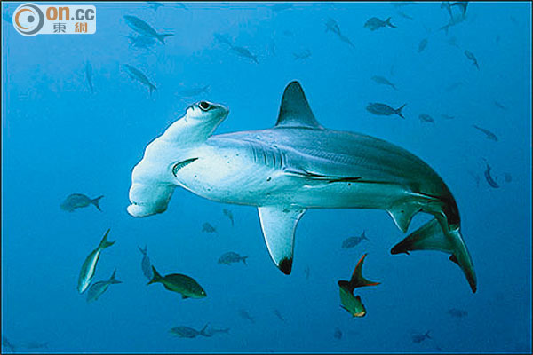 海洋公園6條鎚頭鯊猝死