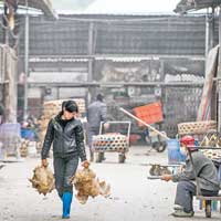 深H7N9患者住處近印傭中招菜場