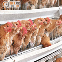 H7N9恐慌 本地十萬活雞囤積 