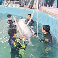 珠江口白海豚驗出劇毒DDT