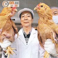 50萬超齡雞「逼爆」香港
