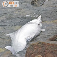 中華白海豚擱淺黃金海岸