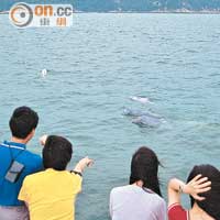 保育白海豚10年可收益361億元