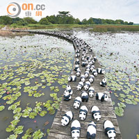 1600「熊貓」  米埔撐保育