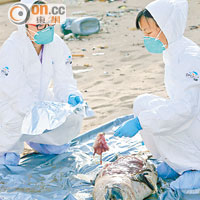 中華白海豚BB伏屍馬灣沙灘