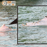 中華白海豚周身傷