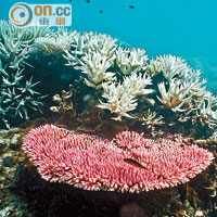 SUN焦點：網購紅珊瑚飾物惹身蟻