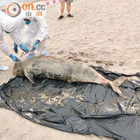 貝澳泳灘發現江豚屍體