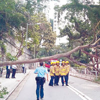 紅雨後多處塌樹堵馬路