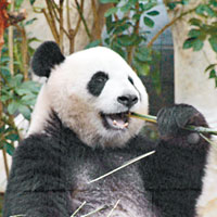 大熊貓「開開」「心心」首次與公眾見面