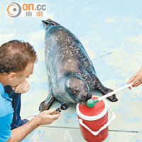 海洋公園微創手術助海豹復明