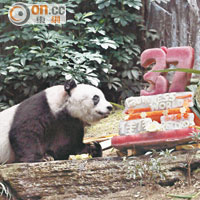 大熊貓佳佳37歲全球最長壽