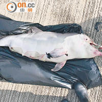 中華白海豚屍浮大嶼山