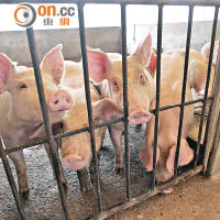 農場豬隻含禁藥  臨檢控