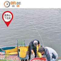 吐露港城門河流浮山  大量魚蝦離奇死