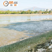 港河流抗生素污染嚴重
