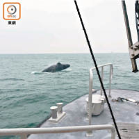 西貢驚現20呎鯨魚