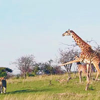 長頸鹿媽媽護兒 起飛腳嚇退獅群