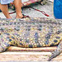 佛山漁民捕獲2.6米長巨鱷