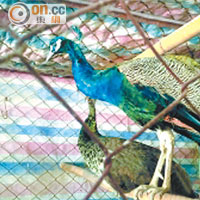 廣州農貿市場 賣受保護動物