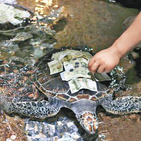 遊客擲幣許願  污染龜池飄臭