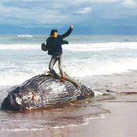 鯨魚屍上擺勝利姿勢  北海道攝影獎照片惹公憤