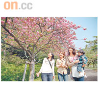 3月下旬是靜岡櫻花盛開的季節，濱松市花卉公園會變成一片粉紅。