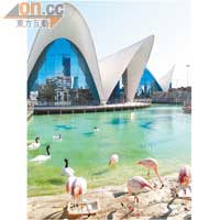 Oceanografic水族館屬全歐洲最大,共棲息了45,000頭海洋生物。
