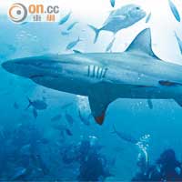 維提島以南深潛觀鯊
