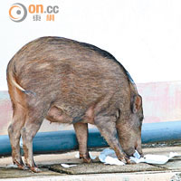 團體促絕育控制野豬數量